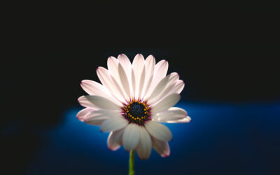 主に倣うのではなく、主に生きていただく- 勝利を得る命 – 初信者ｼﾘｰｽﾞ19