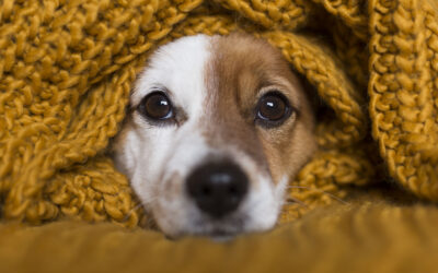 「赦したいのに赦せない…」- 聖書が示す赦しと挽回 – 初信者ｼﾘｰｽﾞ15