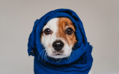 「祈っているのに答えがない…」- 賛美の力と勝利の道 – 初信者ｼﾘｰｽﾞ14